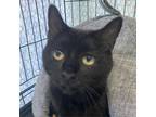 Adopt Galla a Domestic Short Hair