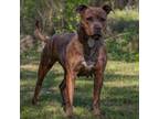 Adopt Topaz a American Staffordshire Terrier, Mixed Breed