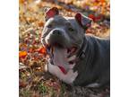 Adopt Tootsie a American Staffordshire Terrier, Mixed Breed