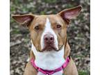 Adopt Willow a Pit Bull Terrier, American Staffordshire Terrier