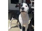 Adopt Stella a American Staffordshire Terrier, Pit Bull Terrier