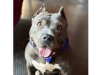 Adopt Mama a American Staffordshire Terrier, Pit Bull Terrier