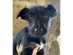Adopt Starling a Border Collie, Catahoula Leopard Dog