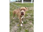 Adopt Nellie a Pit Bull Terrier