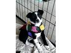 Adopt Lark a Border Collie