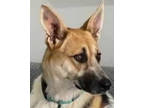 Adopt ELLIE MAY a Australian Cattle Dog / Blue Heeler, Shepherd