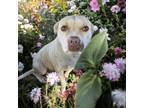 Adopt Pinkie a Pit Bull Terrier