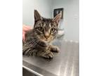 Adopt Dottie a American Shorthair