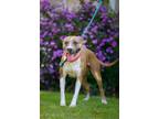 Adopt Blossom a Pit Bull Terrier