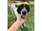 Adopt Lottie a English Pointer