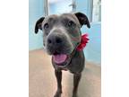 Adopt Hazel a Pit Bull Terrier