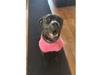 Adopt Cassie a Cane Corso, Pit Bull Terrier