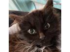 Adopt Licorice a Domestic Long Hair