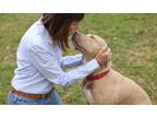 Adopt Lady a American Staffordshire Terrier