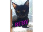 Adopt Ruby a Domestic Short Hair