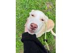 Adopt Bama a Yellow Labrador Retriever