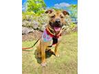 Adopt FRIDAY a Mixed Breed, American Staffordshire Terrier