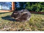 Adopt Momo a Rex, Flemish Giant