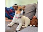 Adopt Tilly a Jack Russell Terrier