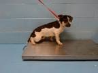 Adopt TUBBY a Beagle, Parson Russell Terrier