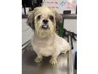 Adopt Tractor a Shih Tzu, Mixed Breed