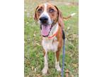 Adopt Timber a Hound, Mixed Breed