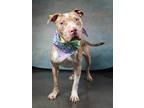 Adopt Blue a Mixed Breed