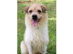 Adopt Rudy a Parson Russell Terrier, Mixed Breed