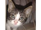 Adopt Jasper a Domestic Short Hair