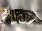 Adopt SPUD a Domestic Short Hair