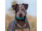 Adopt Jasper a Australian Cattle Dog / Blue Heeler, Australian Shepherd