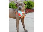 Adopt Jimmy John a Pit Bull Terrier