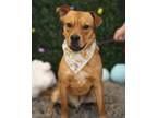 Adopt James a Staffordshire Bull Terrier, Patterdale Terrier / Fell Terrier