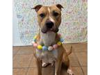 Adopt Charlie a Pit Bull Terrier