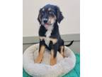 Adopt Wines a Australian Cattle Dog / Blue Heeler