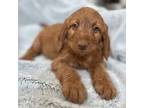 Miniature Labradoodle Puppy for sale in Lowville, NY, USA