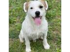 Adopt Denny a Wirehaired Terrier