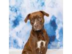 Adopt Irvin a Chocolate Labrador Retriever, Pit Bull Terrier