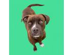 Adopt Irvin a Chocolate Labrador Retriever, Pit Bull Terrier