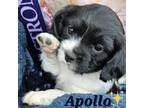 Apollo