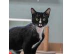 Adopt Rochi a Domestic Short Hair