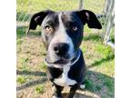 Adopt Patrick a Pit Bull Terrier, Boxer