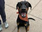 Adopt SUNDANCE a Doberman Pinscher