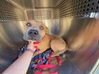 Adopt BRIGGS a American Staffordshire Terrier, Mixed Breed