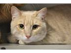 Adopt BULLWINKLE* a Domestic Short Hair