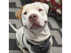 Adopt GINO* a Pit Bull Terrier