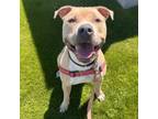 Adopt Cypress a Pit Bull Terrier