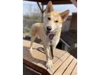 Adopt BooBear a Husky, German Shepherd Dog