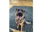 Adopt 36632 - Georgie - 3 years old a German Shepherd Dog