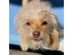 Adopt Pedro a Yorkshire Terrier